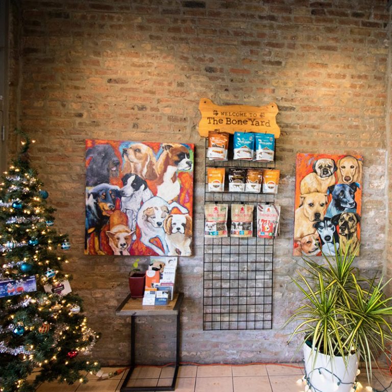 Best dog boarding Chicago Earth friendly loving daycare Green Dog Inc