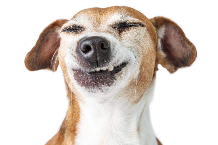 Best Dog Daycare Chicago I Highly Trained Team I Green Dog Inc.